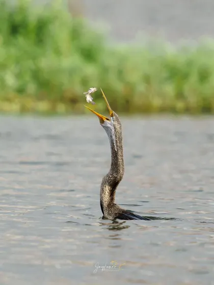 Duplicate of the darter's skillful fish toss, a behavior that is fascinating to witness.