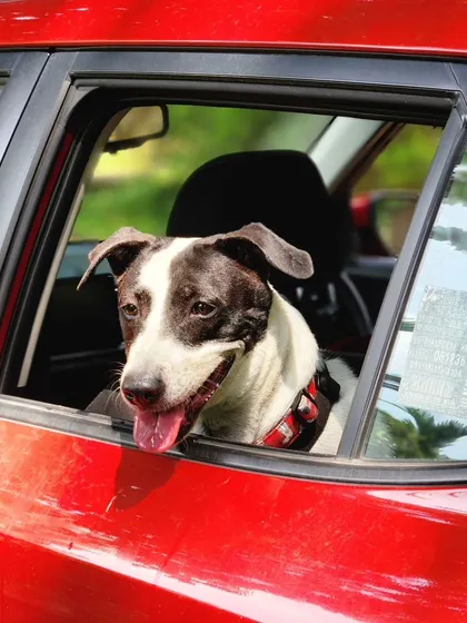 Candid moments from our farm outing. These events provide a safe and enriching environment for dogs to socialize, swim, and explore off-leash.