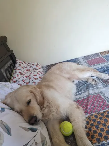 A sleepy Buddy after a long day of play. He is currently in a foster home but is eagerly waiting for his permanent family. He is a healthy, human friendly retriever.