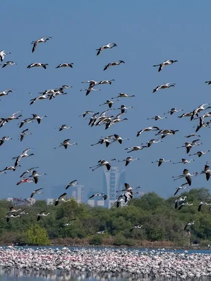 A wide shot of the flamingo flock against a clear sky, perfect for practicing panning and tracking techniques.