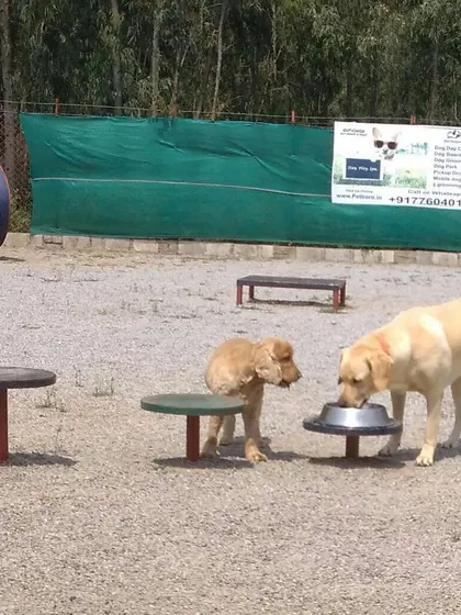 A Labrador and a Cocker Spaniel share a drink from one of our easily accessible, raised water bowls. Staying hydrated is easy at Petboro.