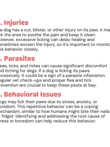 Besides allergies, excessive paw licking can be caused by injuries, parasites like fleas and ticks, or behavioral issues like stress and anxiety. Identifying the root cause is key to addressing it.
