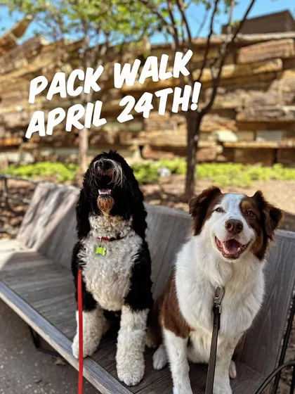 A couple of fluffy friends taking a break on a bench during a pack walk. These events are for past and current clients, so all the dogs have a foundation of training.