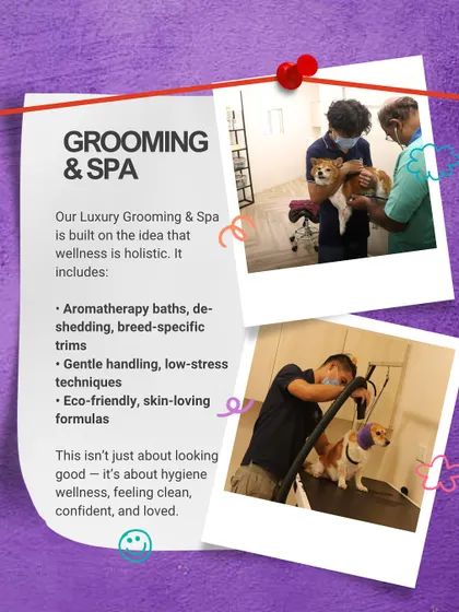 This graphic explains our approach to Grooming & Spa. It's built on the idea that wellness is holistic, including aromatherapy baths, gentle handling, and eco-friendly formulas. It's about hygiene, confidence, and feeling loved.