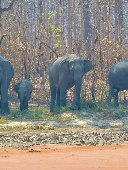 A full elephant family, including a tiny calf, standing at the edge of the forest in Jim Corbett National Park. A perfect example of a wild animal family portrait.