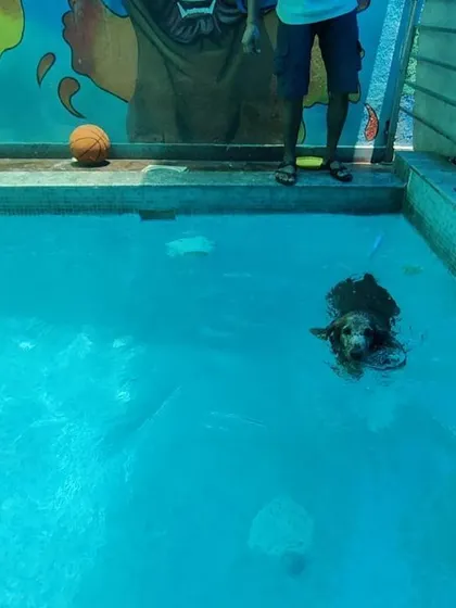 Bingo taking a gentle swim. Our pool is perfect for dogs of all energy levels, whether they want to play hard or just float around.