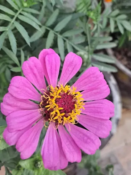 A pink Zinnia in a pot.