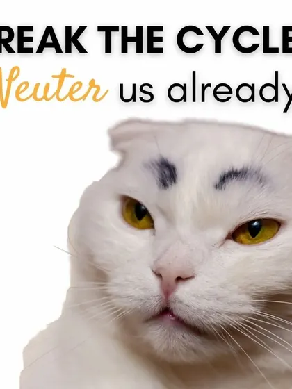 The cats have spoken: "Neuter us already!" This is a direct and simple way to break the cycle of unwanted behaviors and endless litters.