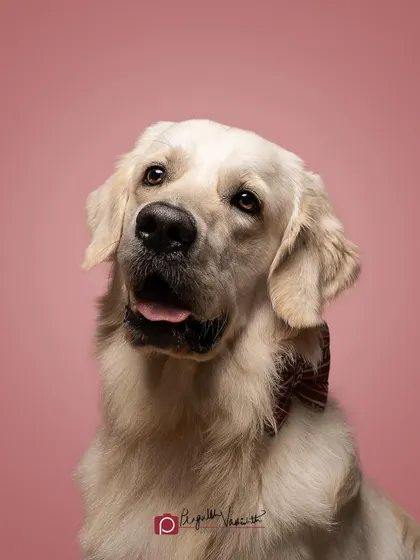 Zephyr, looking up with an expression of pure adoration, likely at a treat just out of frame. The simple background keeps all the focus on his handsome face and happy mood.