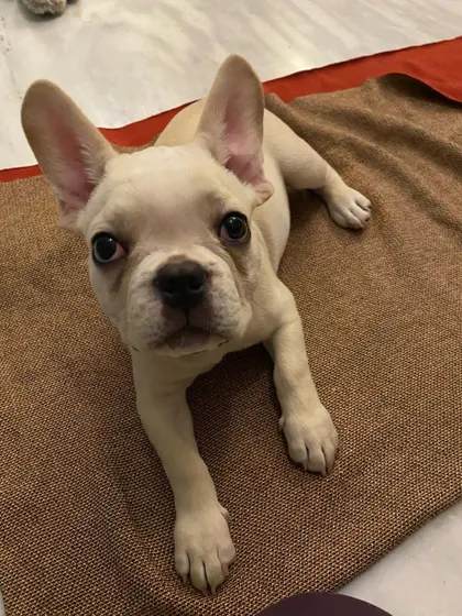 Early training helps a puppy learn to settle. Rio quickly learned to enjoy his own company, lounging on his bed with a chew toy, a crucial skill for preventing separation anxiety.