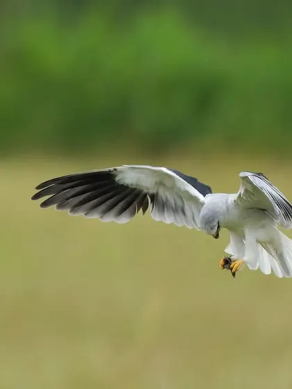 A Black-shouldered Kite hovers, its wings beating to stay stationary before a dive. This is a classic behavior that makes for a great action shot.