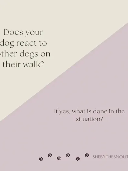 How your dog reacts to other dogs is vital information for safety. I need to know your dog's social habits and how to handle encounters.