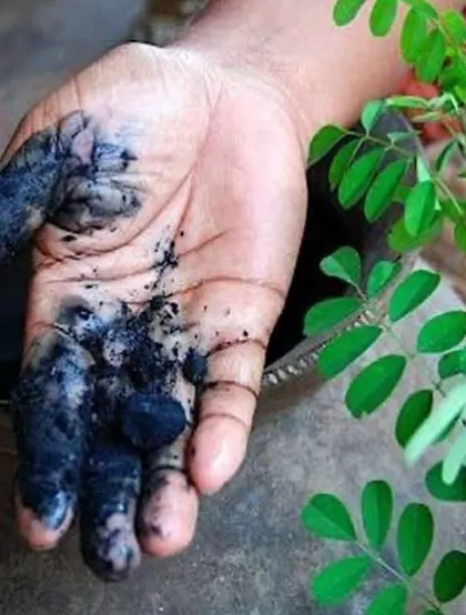 My hands, stained with rich indigo pigment while holding a fresh indigo plant. This image captures the hands-on, beautifully messy reality of working with natural dyes.