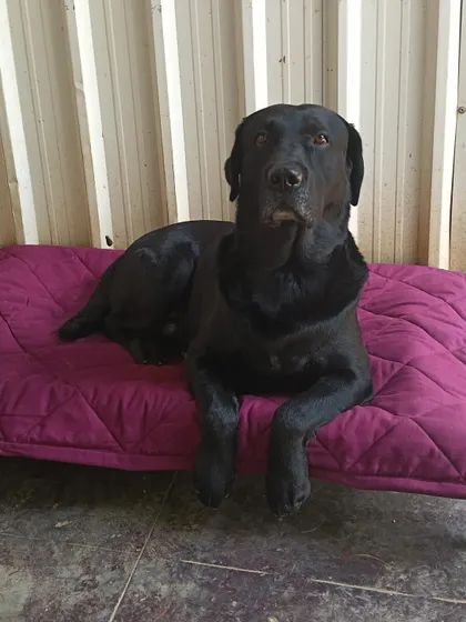 This handsome Black Labrador is modeling one of our new quilted mats. They're designed to be comfortable for lounging while staying cool.