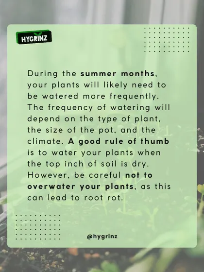 Summer watering requires a different approach. A good rule of thumb is to water when the top inch of soil is dry, but be careful not to overdo it and cause root rot.