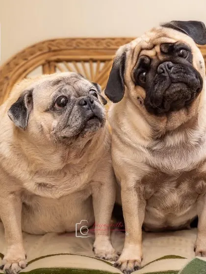 A meme-style photo of two pugs, part of a series about how you can't have just one pet.