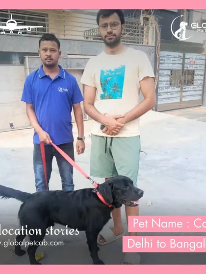 Our handler with Cairo the black Labrador and his owner in Delhi. Cairo has just arrived safely after his flight from Bangalore, completing his domestic air relocation.