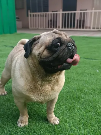 This pug is all smiles on the green lawn. It's a great space for smaller breeds to play safely.