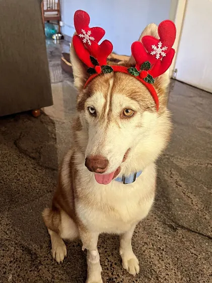 ADOPTED! Luna the husky, looking festive and happy. She was confiscated from a breeder in a cruelty case and came to us for rehabilitation. Now, she's in a loving home.
