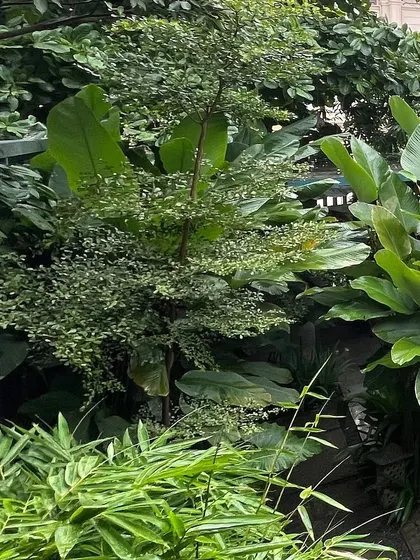The lush, tropical foliage is a key feature of the IRIS Cafe's courtyard design. The dense greenery creates a refreshing escape from the city's hustle and bustle.