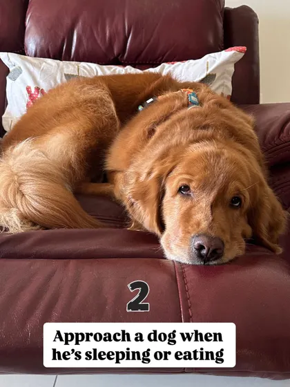 Rule number two: Never approach a dog when they are sleeping or eating. These are vulnerable times for a dog, and disturbing them can lead to a defensive reaction.