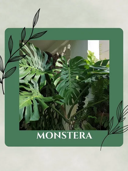 The iconic Monstera, or Swiss Cheese Plant, looks exotic but is surprisingly easy to care for. It prefers bright, indirect light and adds a dramatic, tropical touch to any room.