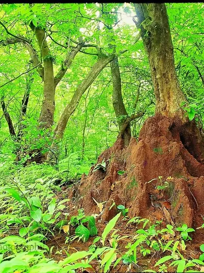 After the rains, the same termite mound is surrounded by a sea of vibrant green ferns and new growth. The contrast is a testament to the resilience of the forest and its dependence on the monsoon.