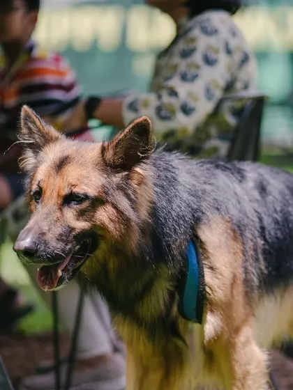 Another shot of our furry guest, a majestic German Shepherd, taking in the sights.