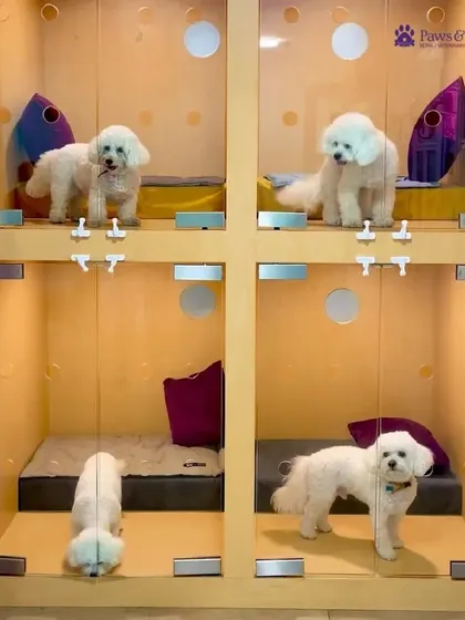 Our shared suites are perfect for small breeds and bonded pairs. These clean, glass-fronted spaces provide comfort without isolation, featuring plush bedding and a calm atmosphere.