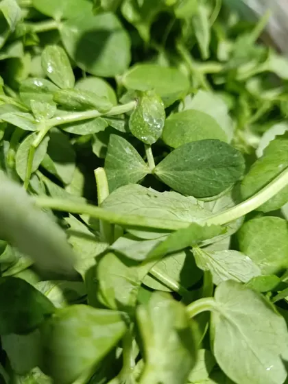 Fresh pea shoots, the tender young leaves of the pea plant. They are sweet and crisp, perfect for a quick stir-fry or added to soups.
