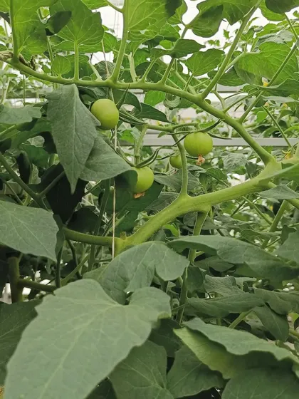 Our indeterminate tomato plants are lush and green, with plenty of fruit on the way. We are excited to see the yields from this continuous production crop.