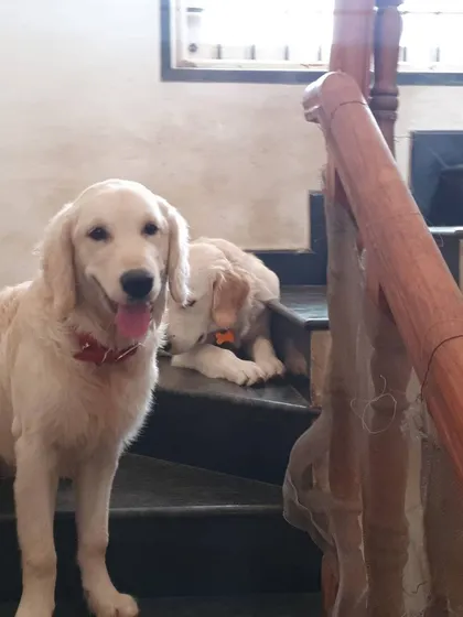 A comfortable and familiar environment helps new dogs settle in quickly. This golden retriever is already enjoying a peaceful rest.