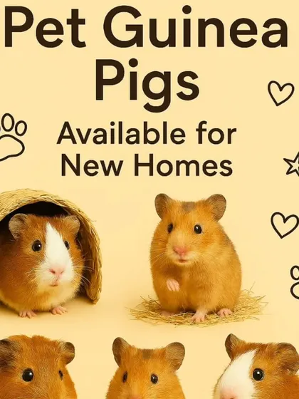 Our adorable pet guinea pigs are social, gentle, and make wonderful sounds. They are available now and looking for families to love them.