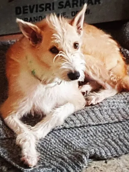 This senior terrier mix has found a comfortable spot on a soft blanket. Providing warm, orthopedic-friendly resting places is crucial for older dogs.