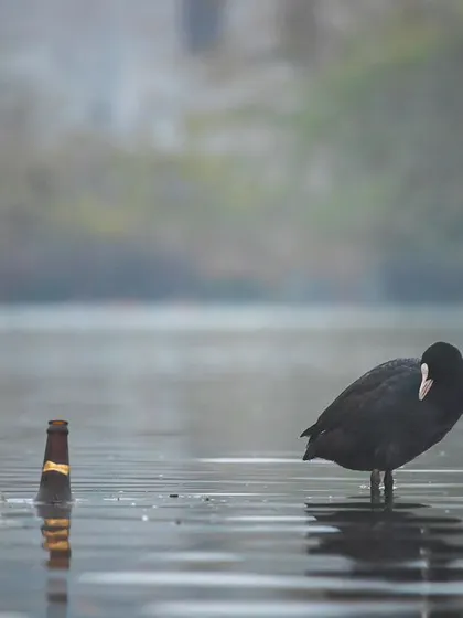 'BYOB' - Bring Your Own Bottle. A Eurasian Coot stands next to a discarded beer bottle in Najafgarh Lake, a symbol of the pollution plaguing our wetlands.