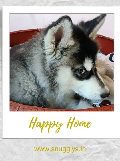 This fluffy husky puppy is curled up in a basket, feeling safe and secure. I provide cozy spots for even my smallest guests.