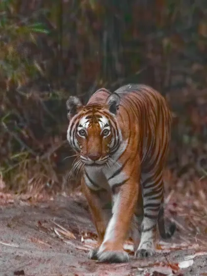 A head-on shot of a tigress in low light, captured by my guest Shwetha. My on-field guidance on using high ISO helped her nail this challenging shot.