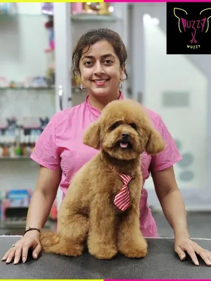 Taco the Miniature Poodle looks like a fluffy teddy bear. This popular and adorable style requires skill to achieve the soft, rounded finish.