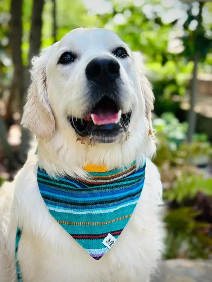 This is Clark, a handsome Golden Retriever who just wrapped up our 10-Day Training Package. He's now a well-socialized dog his family can take anywhere.