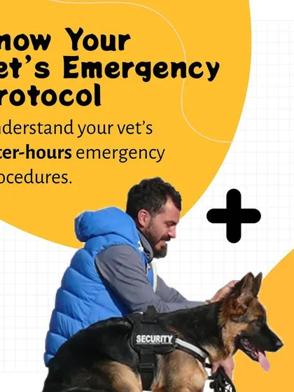 Does your vet have an after-hours emergency plan? This guide prompts you to learn your veterinarian's emergency protocol to ensure you can get help for your pet at any time of day or night.