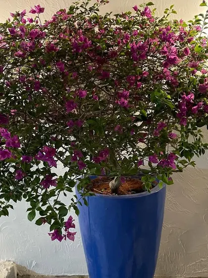 A large, healthy bougainvillea bush in full bloom, potted in a vibrant blue ceramic planter. This plant adds a brilliant splash of color and is perfect for sunny patios and entrances.