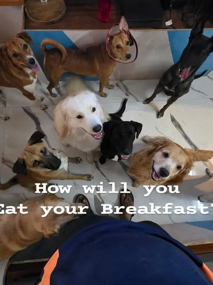 How will you eat your breakfast with this audience? This is my daily challenge. Their puppy eyes are very powerful.