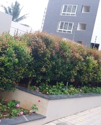 A dense, manicured hedge with colorful foliage provides a natural boundary along a paved area in a commercial property. This is a practical and aesthetic solution for defining spaces.