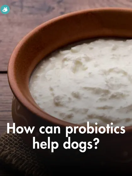 Probiotics can significantly benefit your dog's health. This graphic explains how they support digestive health, boost the immune system, improve dental health, and even help manage stress.
