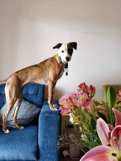 Jager looking regal, posing by the flowers. He's a very photogenic and sweet-natured dog.