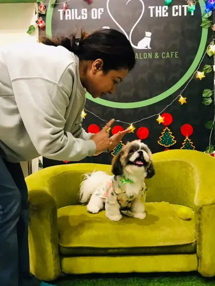 Capturing the perfect photo after a grooming session. This little Shih Tzu is a natural model.