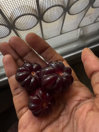 The first harvest of homegrown Surinam cherries from my garden, a small but joyful moment.