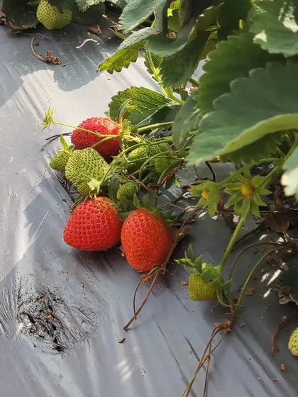 From observing flowers and bugs to playing with our miniature pond, every day is an opportunity to connect with the natural world. These activities are central to our curriculum, encouraging observation and a love for nature.
