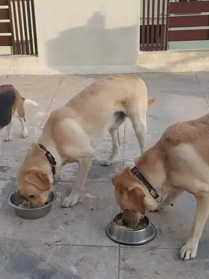 Mealtime on the terrace! I make sure all dogs are fed according to their own dietary needs and schedules, even when they eat together.