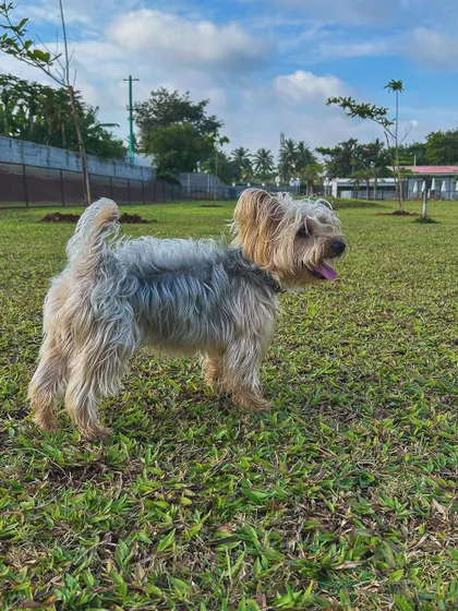 A scruffy and adorable terrier mix explores the grounds, tongue out and happy.